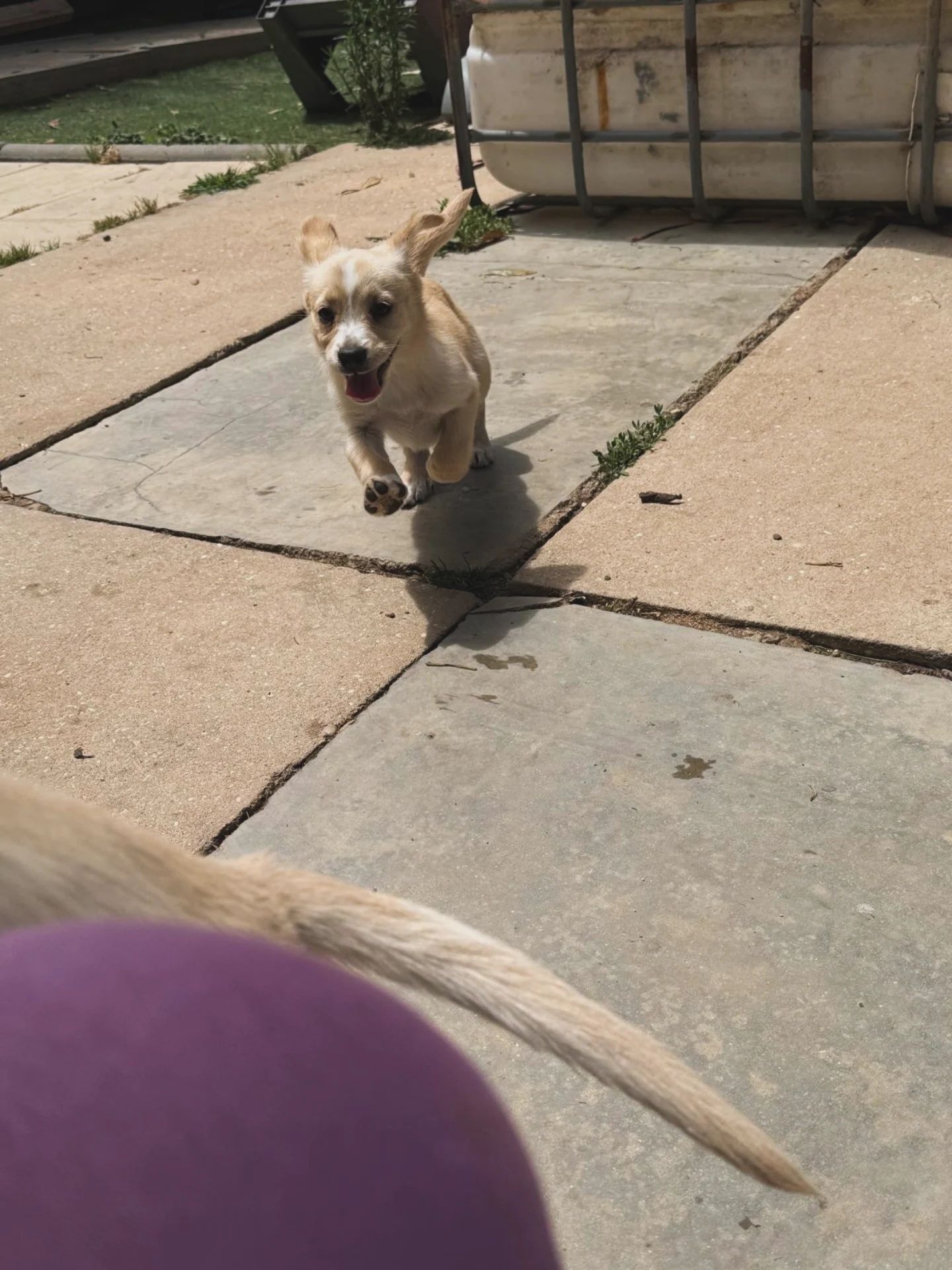 Abella. Para adopção