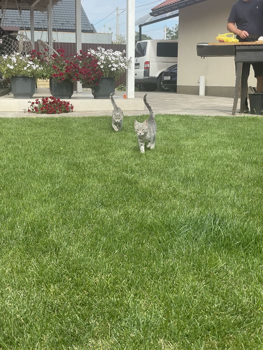 Котенята шукають сімʼю