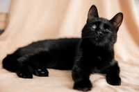 Кошка Багира-источник оптимизма