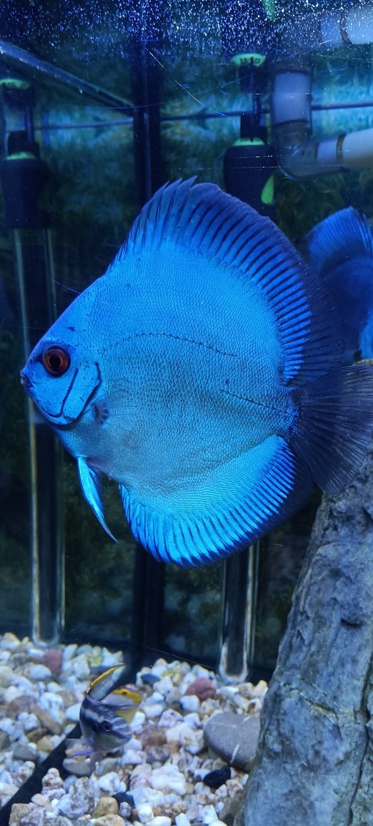 Peixe Discus Blue Diamond