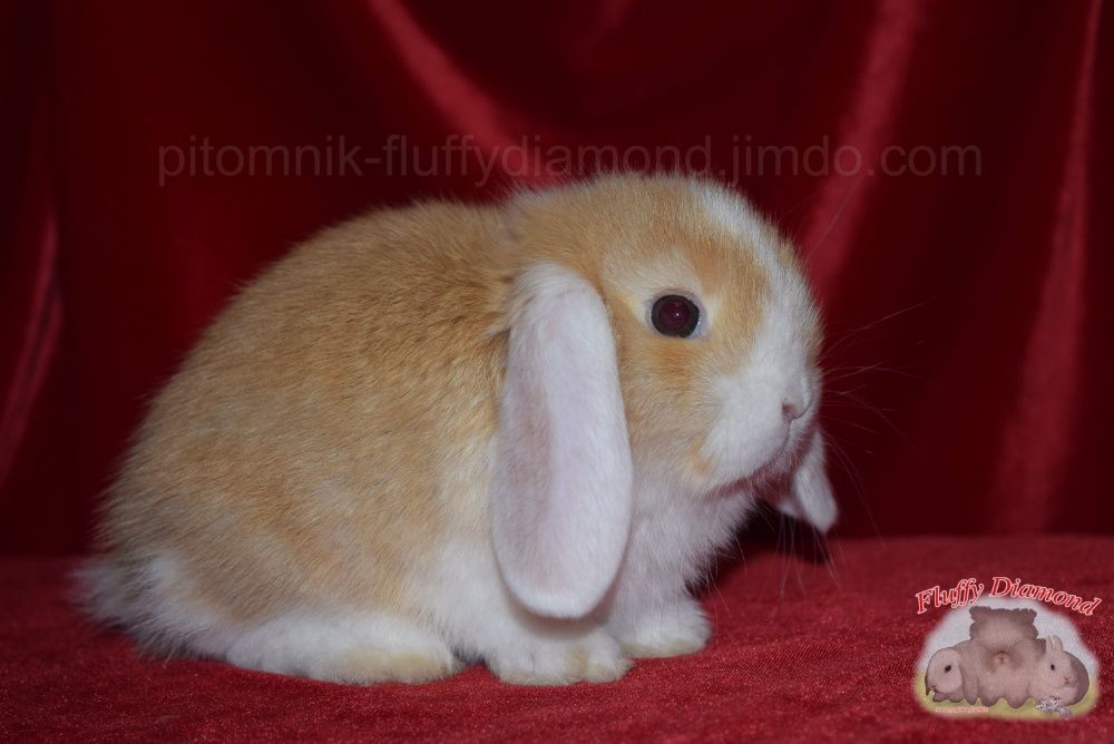 Карликовые кролики. Вислоухие NHD. Ангора. Гермелин. Крольчата