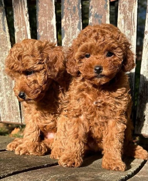 Той пудель .малиши !