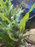 Plantas de aquario