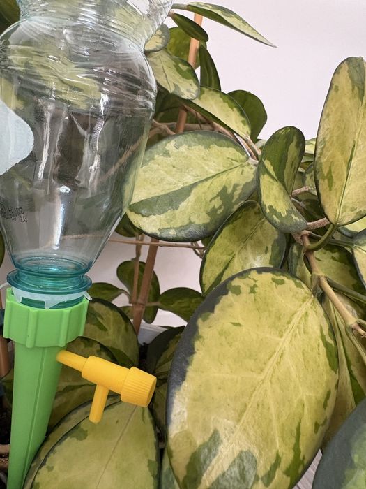 Automatyczne nawadnianie