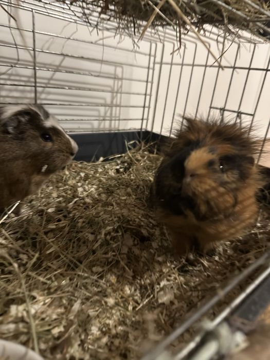 Świnki morskie dwa samce