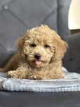 Piesek rasy Maltipoo