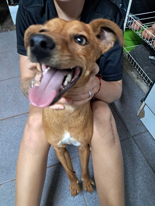 Dois cães 1 castanho outro castanho e branco