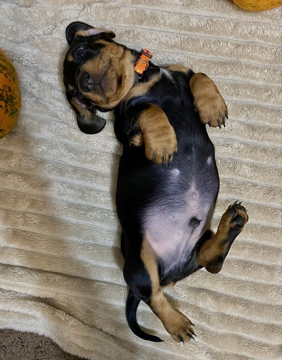 Такса | чорний хлопчик