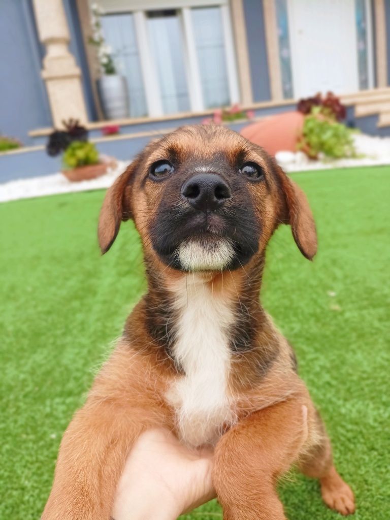 Cão bebé para adoção
