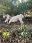 Cabrito cx  BOER