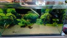 Akwarium akwaterrarium z żołw