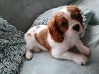 Adorável Cavalier king charles bébé