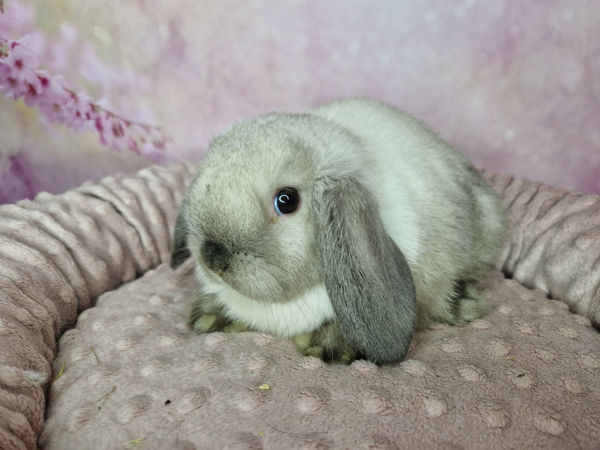 Piękny króliczek baranek Mini lop, syjam - seal point, legalna Hodowla