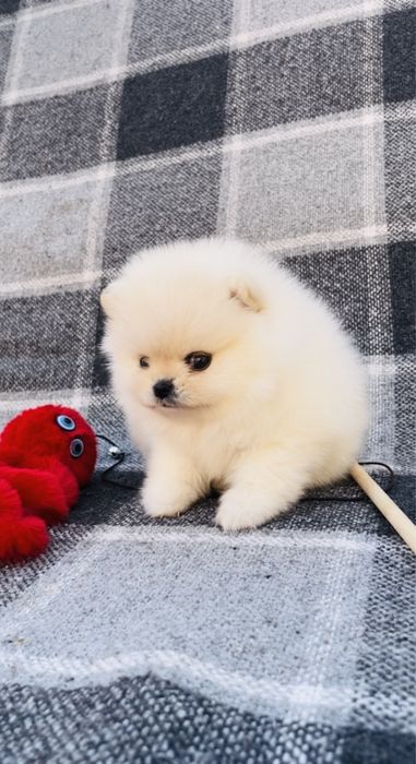 Померанская куколка