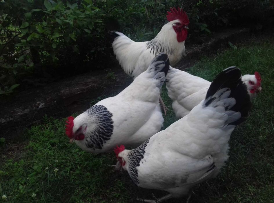 Sprzedam młode kury Karmazyn, Sussex, Leghorn, Zielononóżka