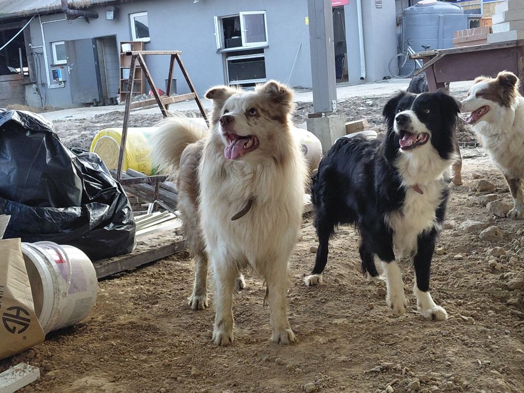Border collie szczeniak