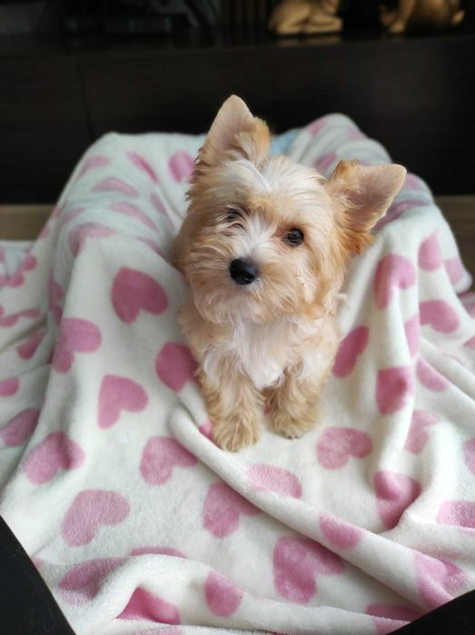 Yorkshire terrier golddust