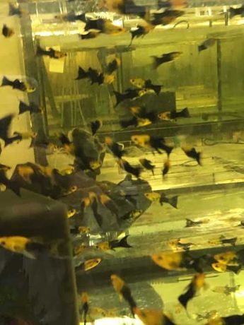 Molinezja lirowa złoto czarna ryby akwariowe wysyłka