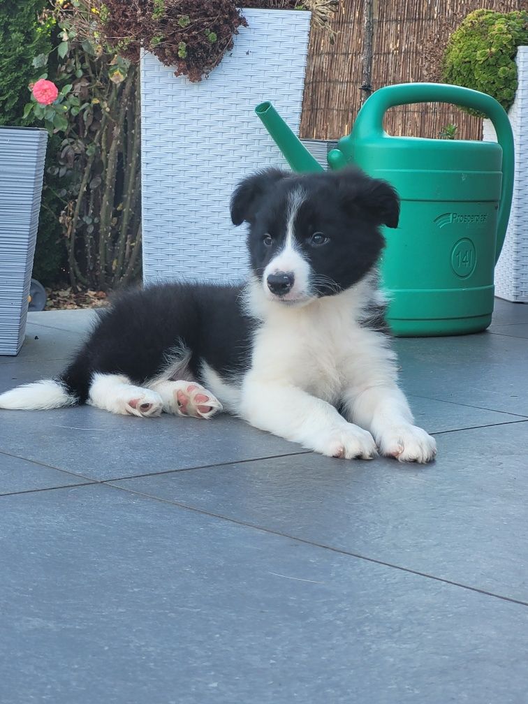 Border Collie Piesek Śliczny Czarno Biały