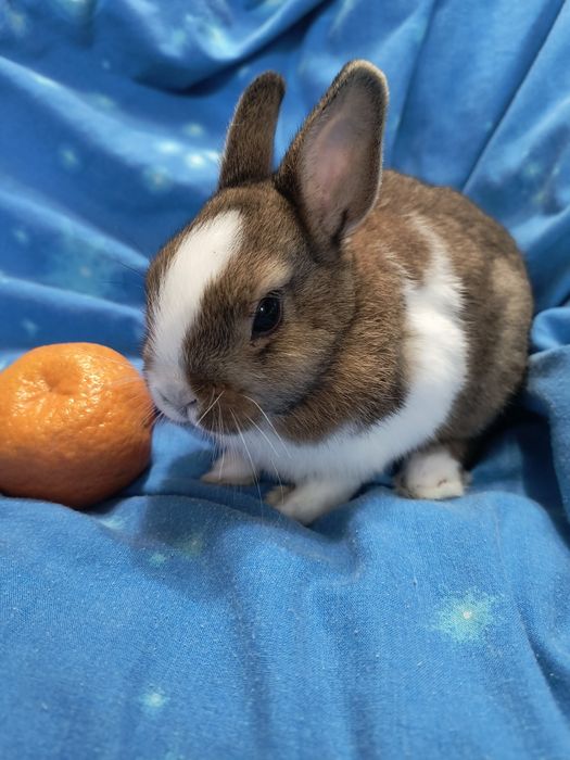 Кролик Мини и другие