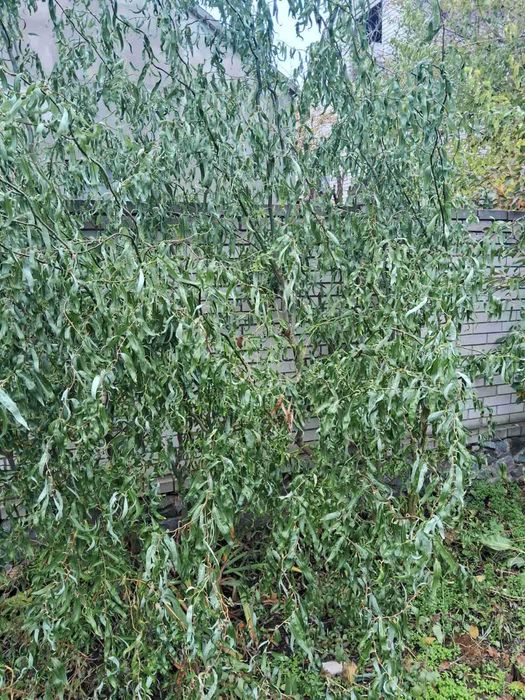 Іва кучерява Мітсудана 2м, 2,5м, 3 м.