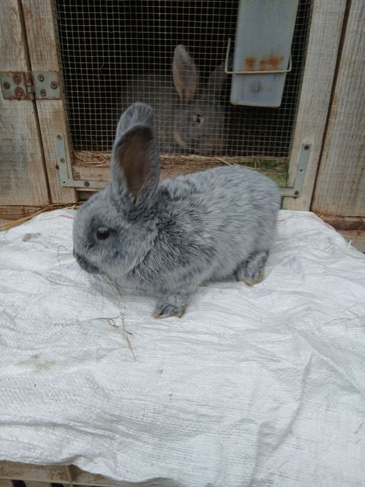 Krolik Wielki jasnoSrebrzysty