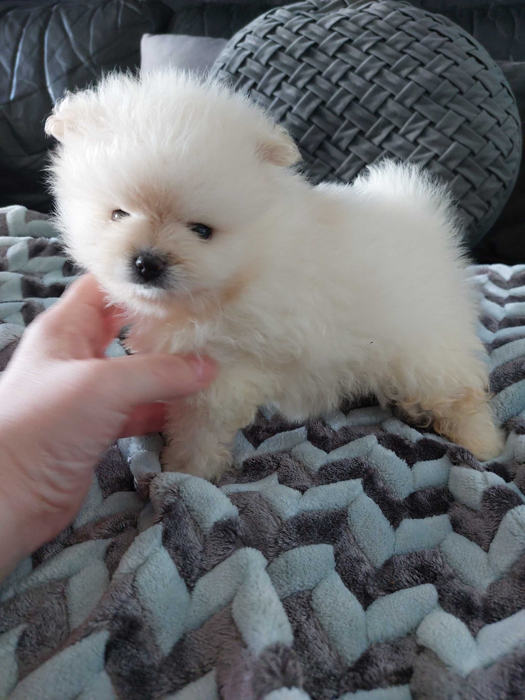 Spitz anão.  Menina Lulu da Pomerânia Lop Russo Mini.