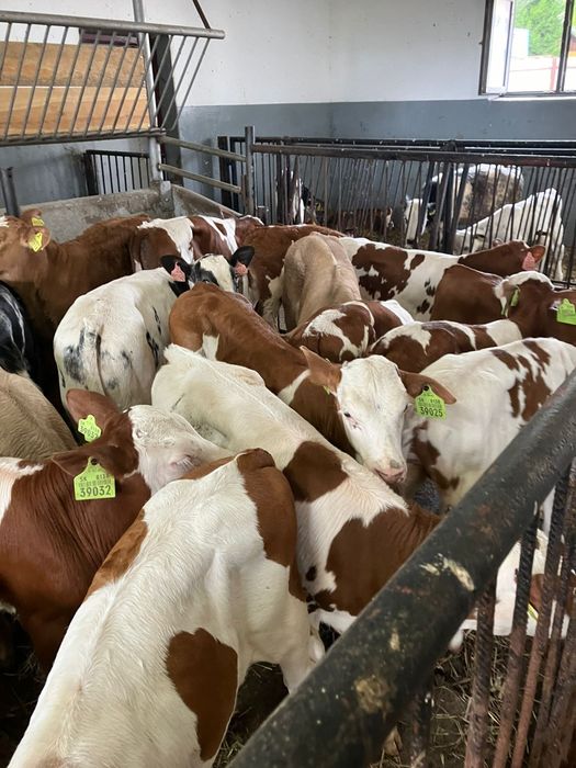 Byczki jałówki cielęta mięsne simental belg mm