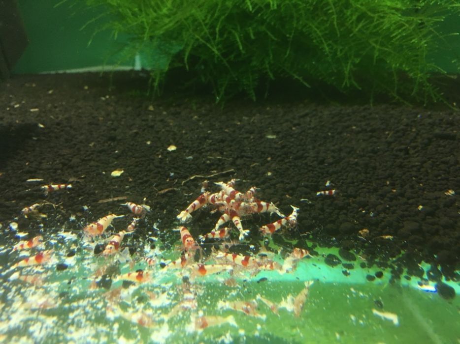 Krewetki crystal red PRL mid AQUALIFE sklep zoologiczny