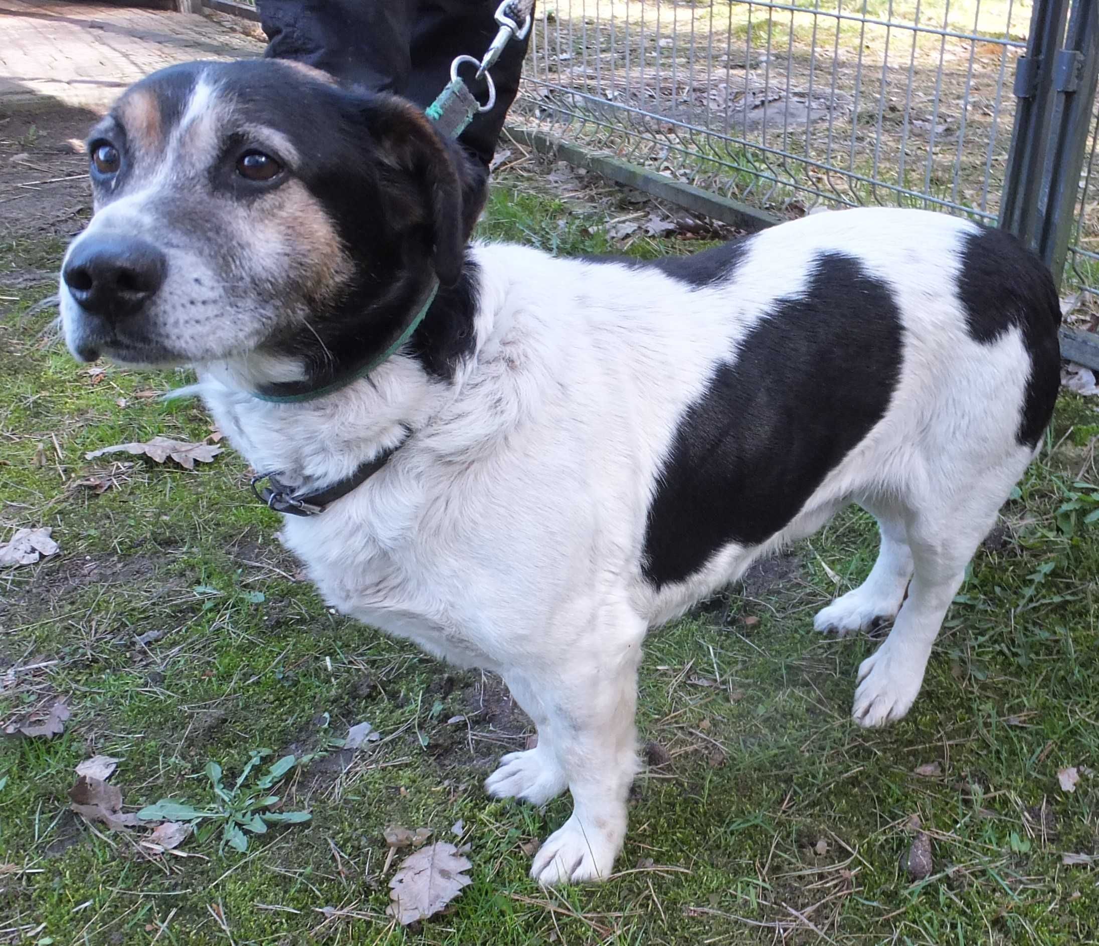Mrówek pies biały w łaty na niskich łapach do adopcji