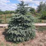 Продам ель голубую и зелёную