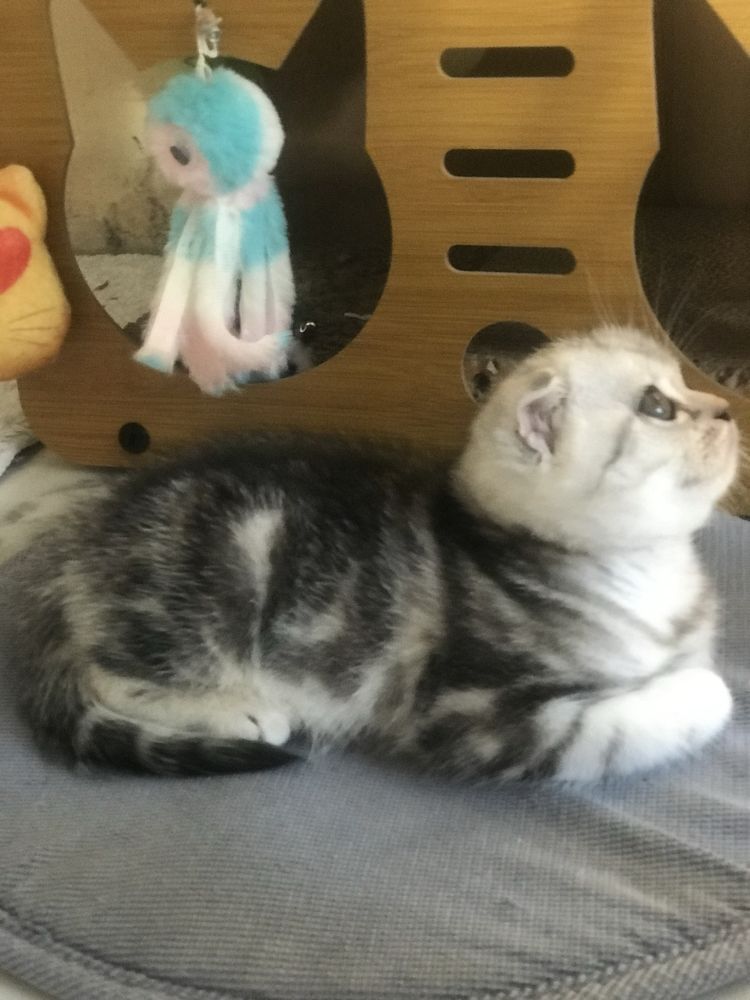 Котик шотландский 1,5 месяца