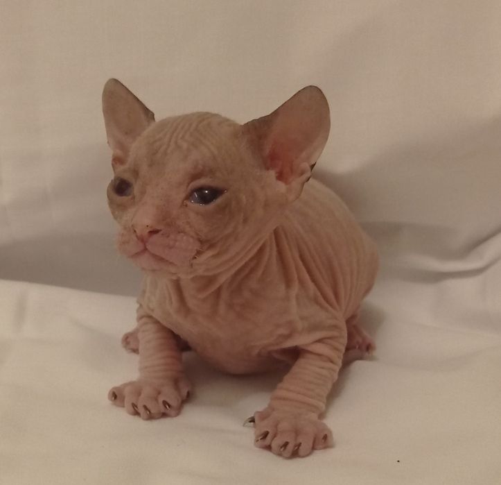 Империал ищет владельца