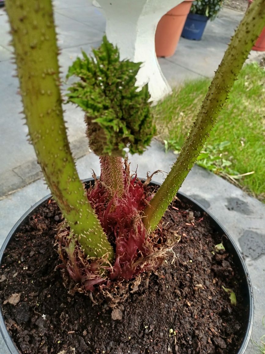 Gunnera Brazylijska