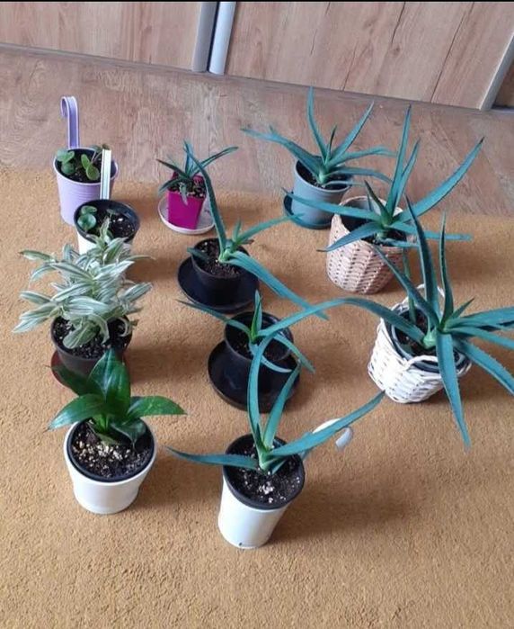 Rośliny doniczkowe, kwiaty doniczkowe