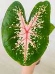Caladium Kaladium Carolyn Whorton
