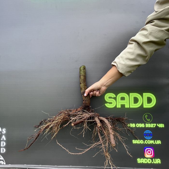 Промислова Павловния, Коріння однорічне 3см, Павловния Безкош.дост