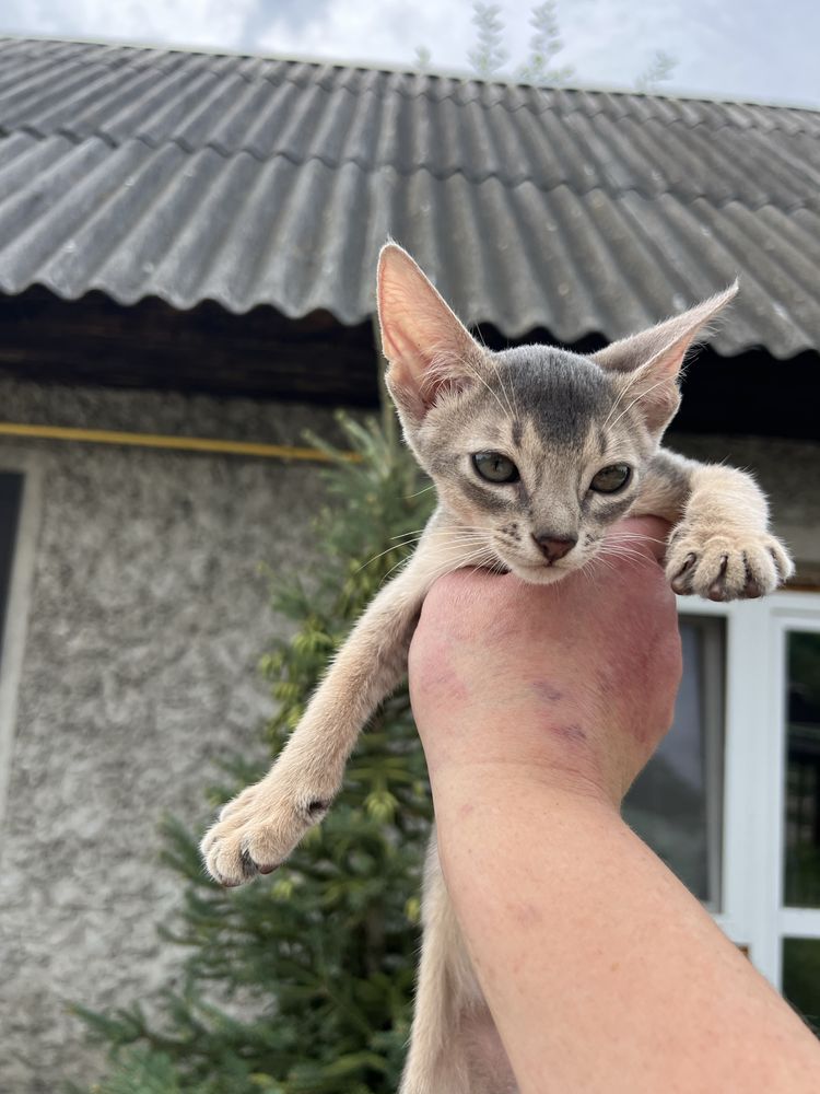 Котенок абиссинский
