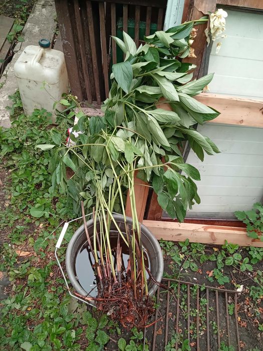 продам  смородину.  , орех.  Вишня . морозник белый .