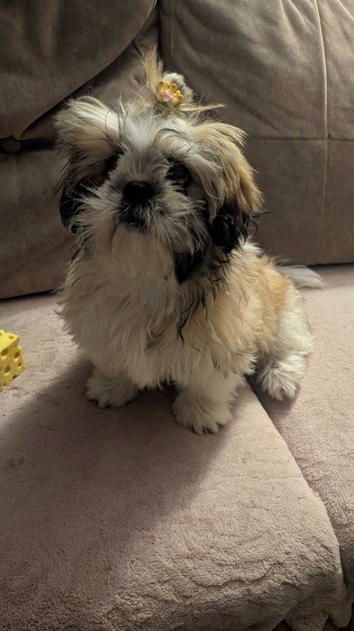 Śliczna suczka shih tzu