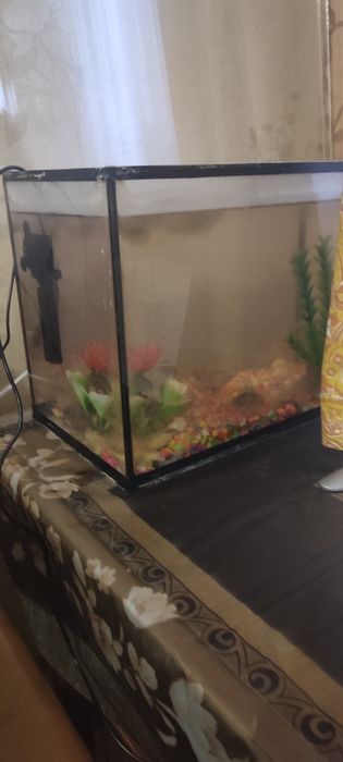 Чернополосая Цихлазома