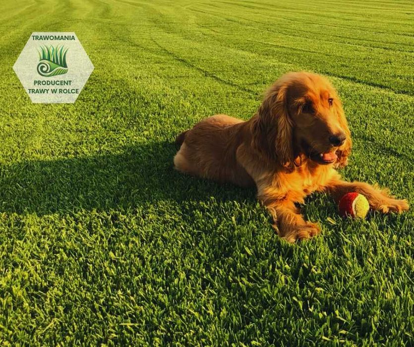 *** TRAWOMANIA - najlepsza trawa z rolki na Śląsku ***