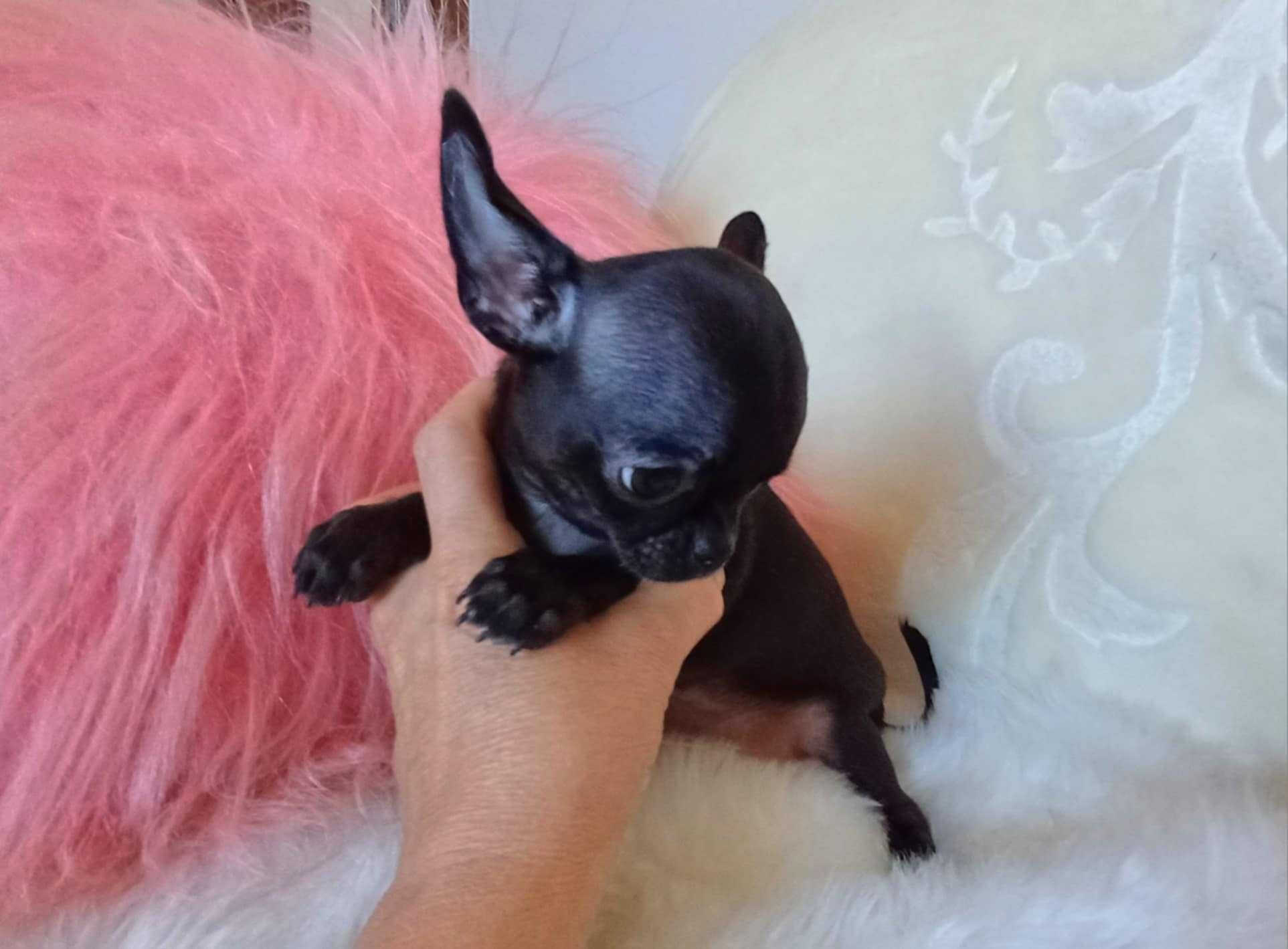 Chihuahua przepiękna trzymiesięczna dziewczynka