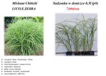 Miskant Chiński Little Zebra (doniczka 0,5l)