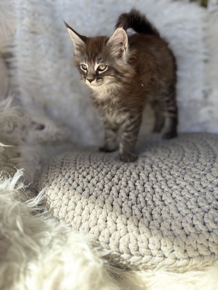 Maine Coon kocurek
