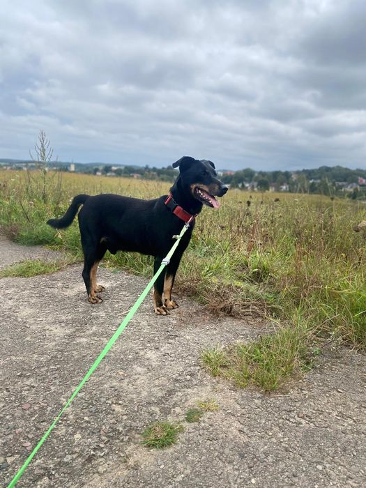 ŁOBUZ 5-letni szuka domu!