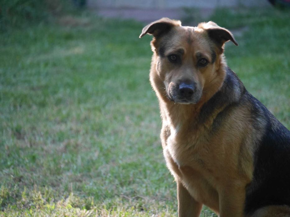 Scooby .. Scooby Doo szuka Domu