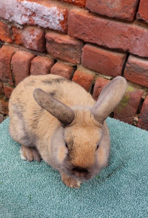 Krolik samczyk samiec kolorowy gladki baranek