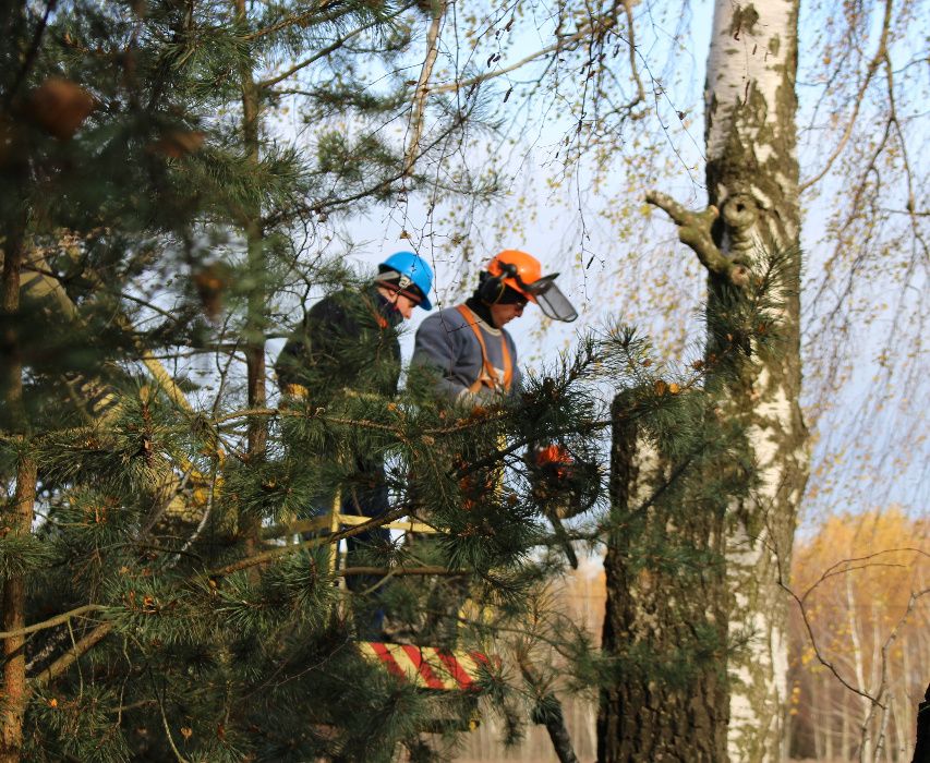 Podnośnik koszowy, wycinka drzew, czyszczenie rynien, mycie dachów