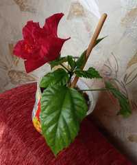 Китайская роза, Гибискус. Хорошо укорененный росток.